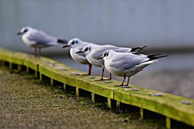 Sfida Istituzionale: Gestire un'Elezione su Migliaia di Isole