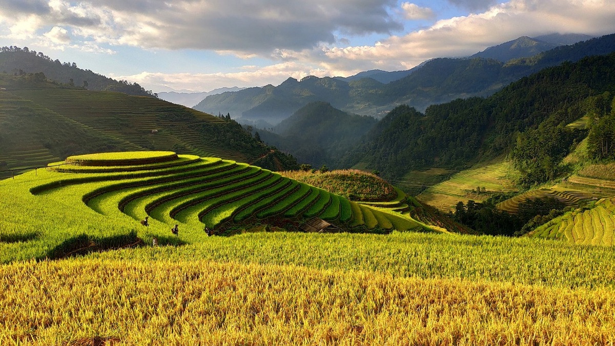 Rice paddy field in Java