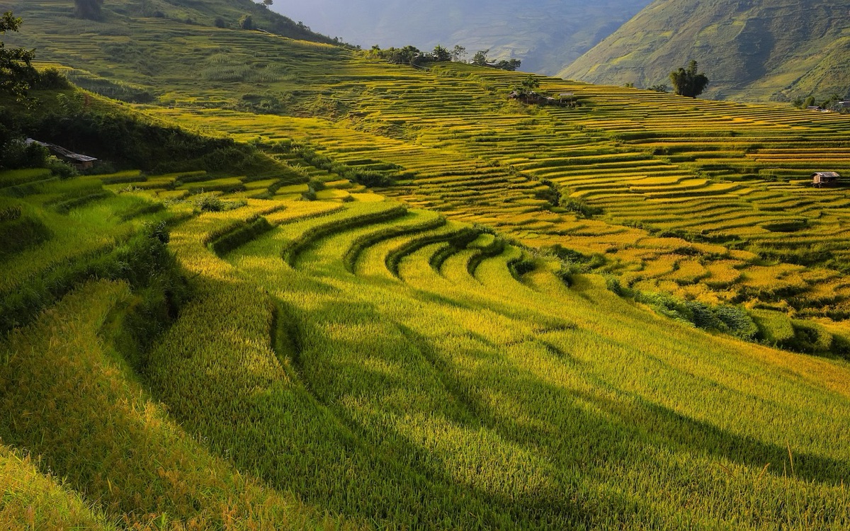 campesino en campo indonesio