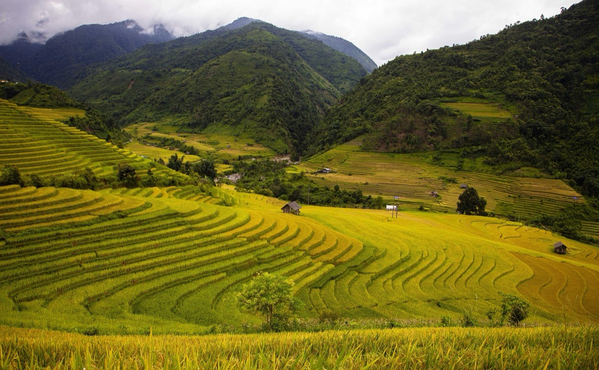 campi di riso a gradoni in Indonesia