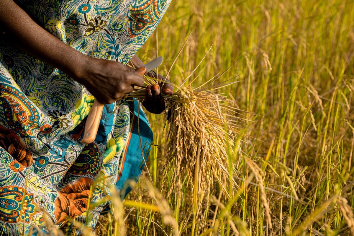 agricultores usando máquinas modernas em campos de arroz indonésios